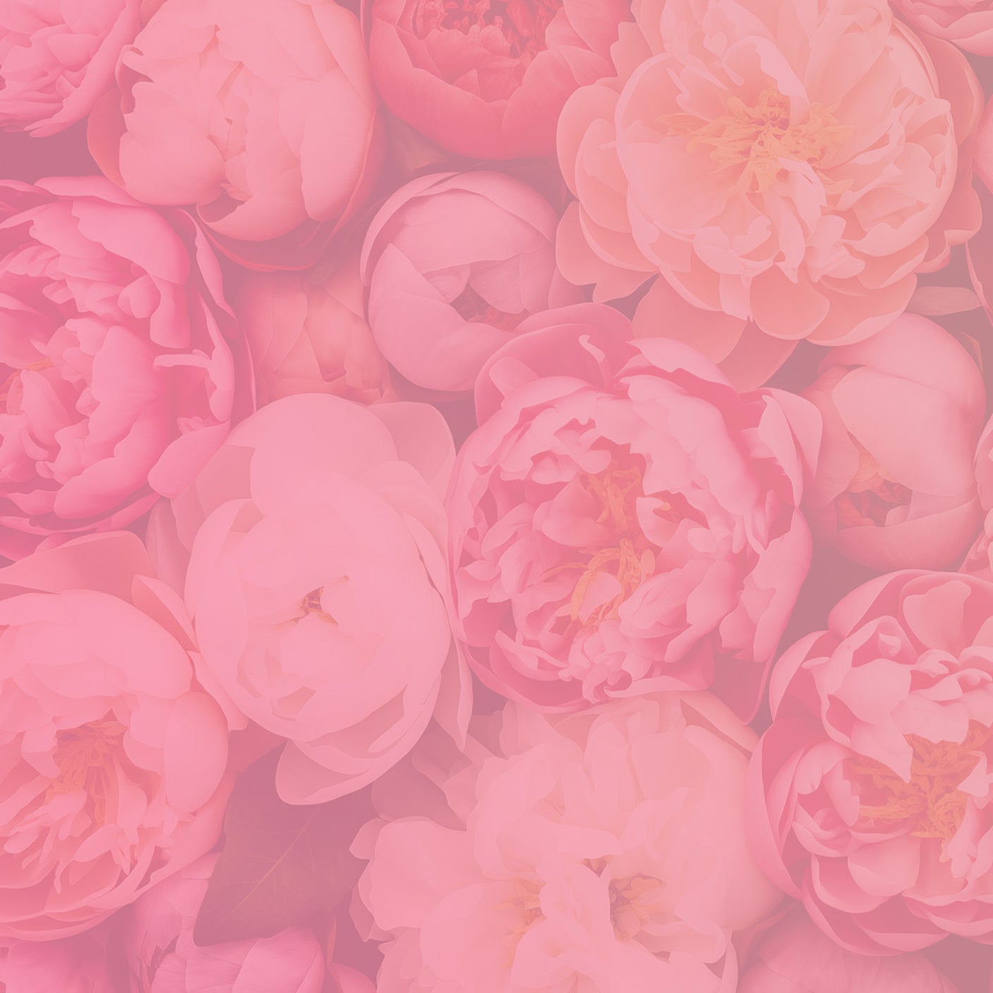 RIVAL loves me Banner zur Limited Edition Beauty Bouquet mit Blush und Bronzer in dekorativen Dosen mit rosenförmiger Prägung auf rosa Blumenhintergrund