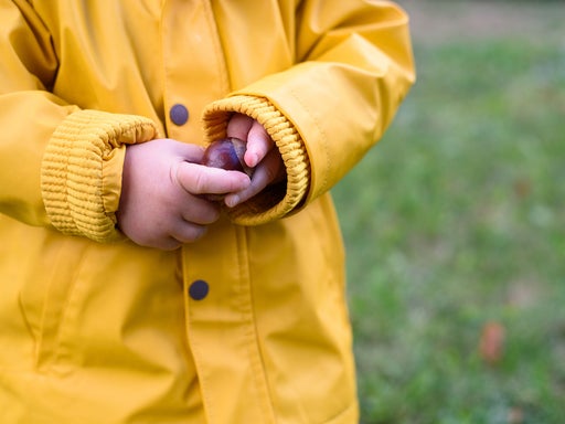 Kleine Kinderhände in gelber Regenjacke halten neugierig eine glänzende Kastanie beim Herbstspaziergang in der Natur